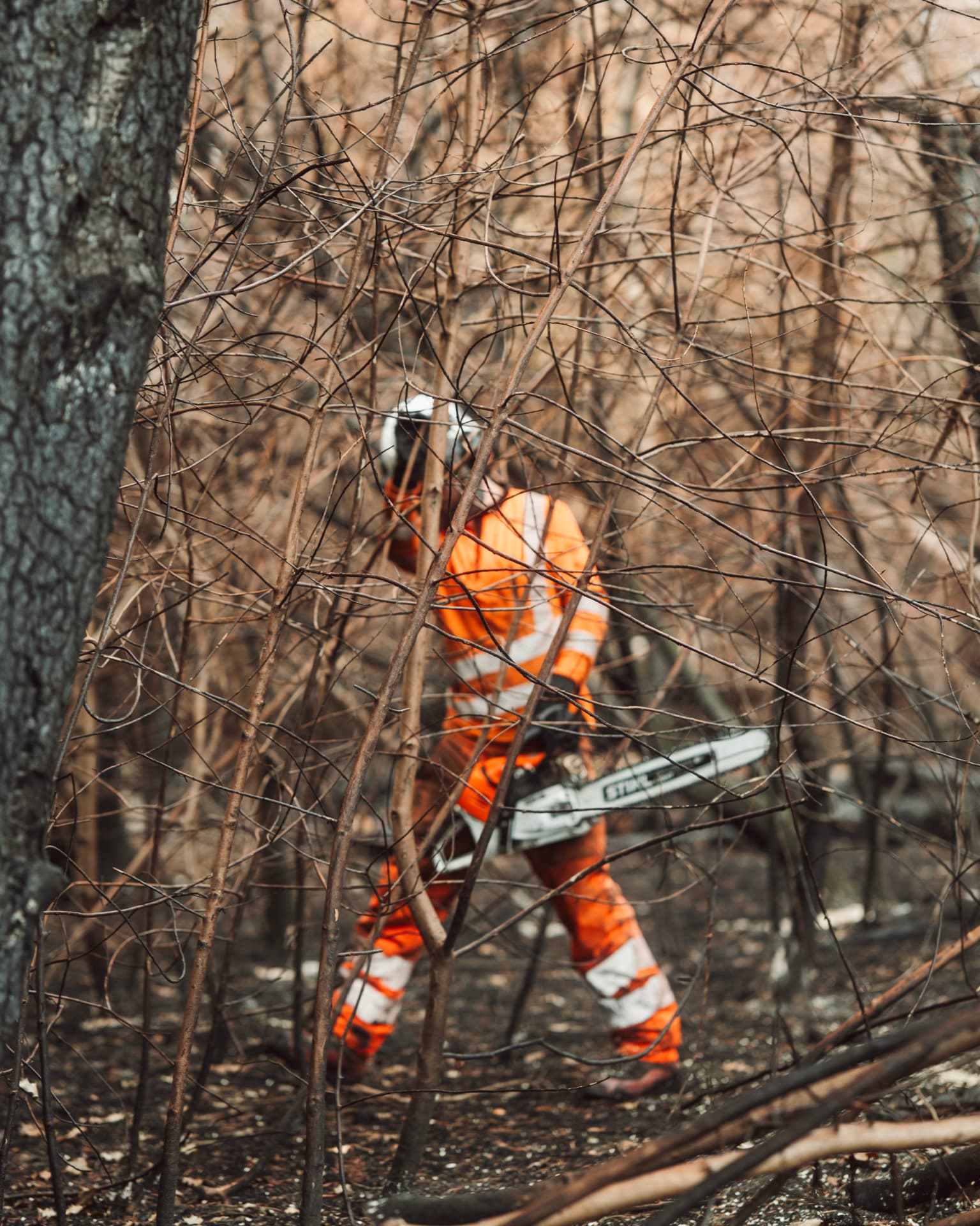 Tree surgeon in high-vis gear cutting branches